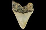 Fossil Megalodon Tooth - North Carolina #109849-2